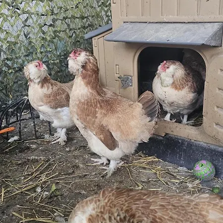 Area Close To Centre Bed & Breakfast 4*