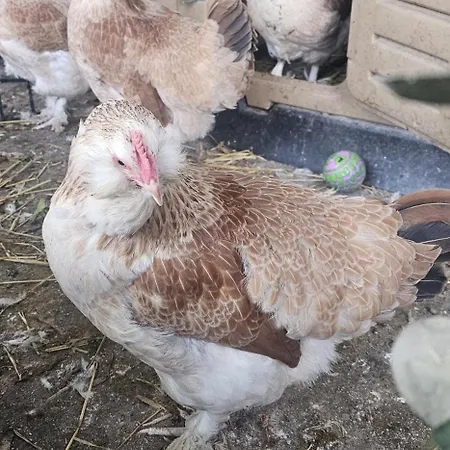 Area Close To Centre 4*