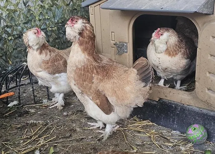 Area Close To Centre 住宿加早餐酒店 4*