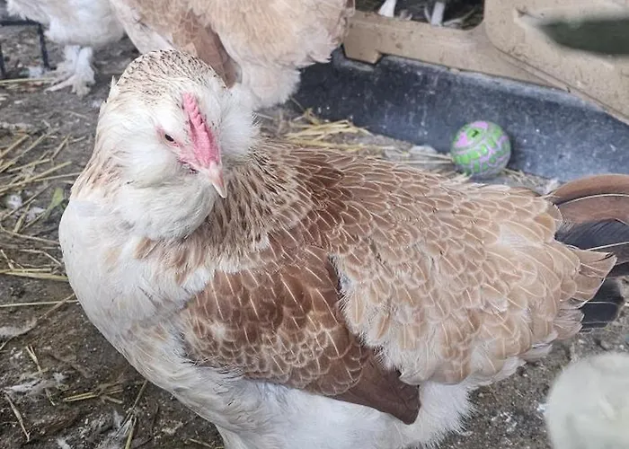 Area Close To Centre 4*